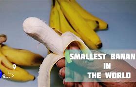 Image result for Smallest Banana in the World