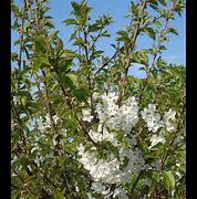 Image result for Prunus avium Bigarreau Burlat