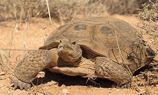 Image result for Desert tortoises euthanized