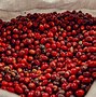 Image result for Mire Expensive Coffee of the World