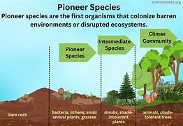 Image result for Pioneer Species Examples