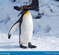 Image result for Penguin Alone