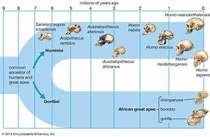 Image result for Early Hominids Timeline