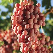 Image result for Red Globe Grapes