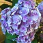 Image result for Hydrangea macrophylla Amor (r)