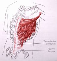 Image result for Right Latissimus Dorsi Muscle