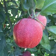Image result for Buckeye Gala Apple Tree