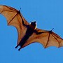 Image result for Giant Bat Yokai