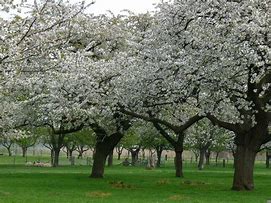 Image result for Prunus avium Dubbele Meikers