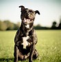 Image result for Male Pitbull