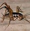 Image result for cricket bug diet
