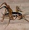 Image result for Camel Cricket Food