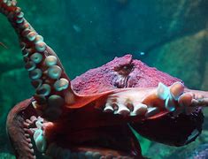 Image result for Largest World Biggest Octopus