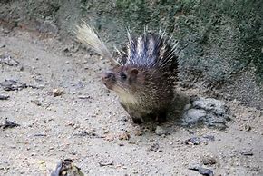 Image result for Asiatic Brush-Tailed Porcupine