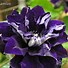 Image result for Clematis Semu