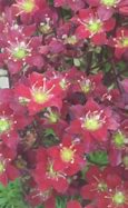 Image result for Saxifraga (A) Fire Dragon