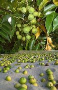 Image result for Baby Manchineel Tree
