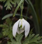 Image result for Galanthus Starling
