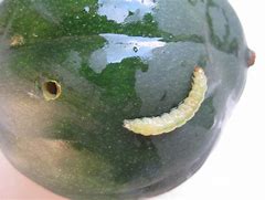 Image result for "pickleworm"