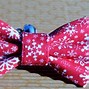Image result for Cat Bow Tie