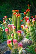 Image result for Arizona Cactus Colours