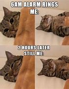 Image result for 2 Cats Meme