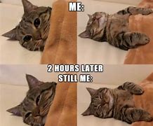 Image result for Today's Funny Cat