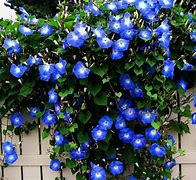 Image result for Morning Glory Climbing Vine
