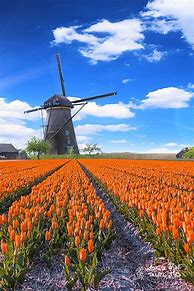 Image result for Holland Tulip Fields