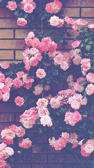 Image result for Aesthetic iPhone Pink Flower Wallpaper