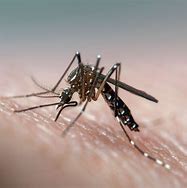 Image result for dengue news