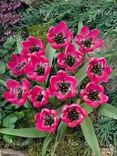 Tulipa violacea Black Base 的图像结果