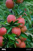 Image result for Malus Braeburn Apple Tree