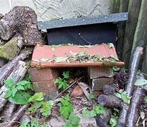 Image result for Hedgehog Homes in the Wild