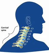 Image result for Cervical Spine Neck