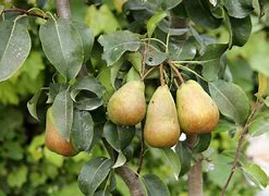 Image result for Pyrus communis Kruidenierspeer