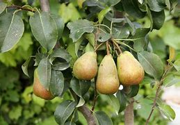 Image result for Pyrus communis Jefkespeer