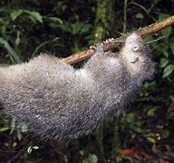 Image result for Woolly Giant Rat