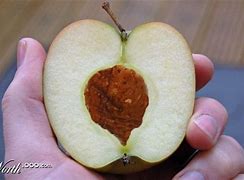 Image result for Peach Apple Hybrid
