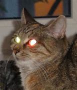 Image result for Cglowing Cat Eyes