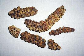 Image result for Civet Poop Coffee
