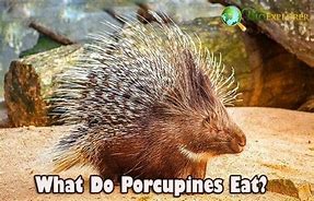Image result for Porcupine Food Chain