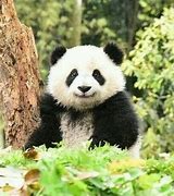 Image result for Hua Hua Panda