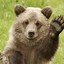 Image result for Funny Honey Bear Waving