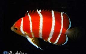 Image result for The Rarest Fish in the World