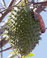 Image result for Ilama Fruit