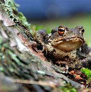 American toads 的圖像結果
