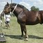 Image result for Draft Horse Head