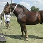 Image result for Pictures of Draft Horse Breeds