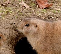 Image result for Small Prairie Animals